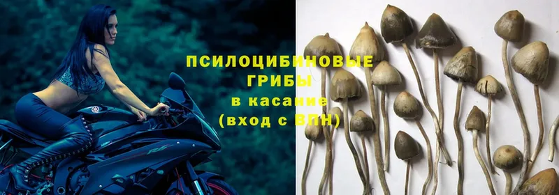 ОМГ ОМГ рабочий сайт  Мариинский Посад  Галлюциногенные грибы Psilocybe 